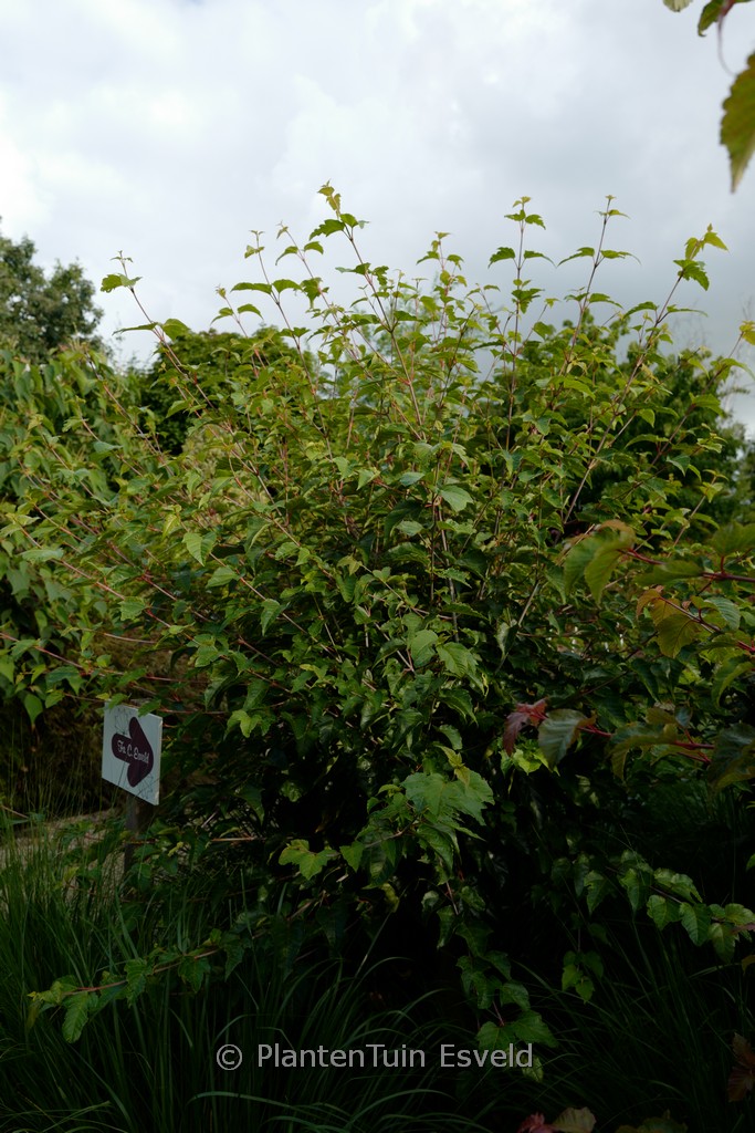 Acer davidii ‘Hagelunie’