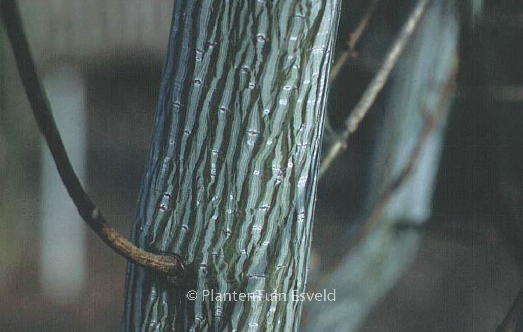 Acer davidii ‘Madeline Spitta’