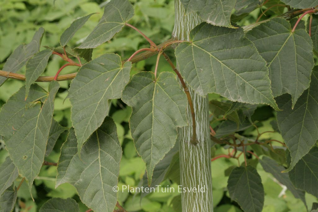 Acer davidii ‘Mindavi’ (VIPER)