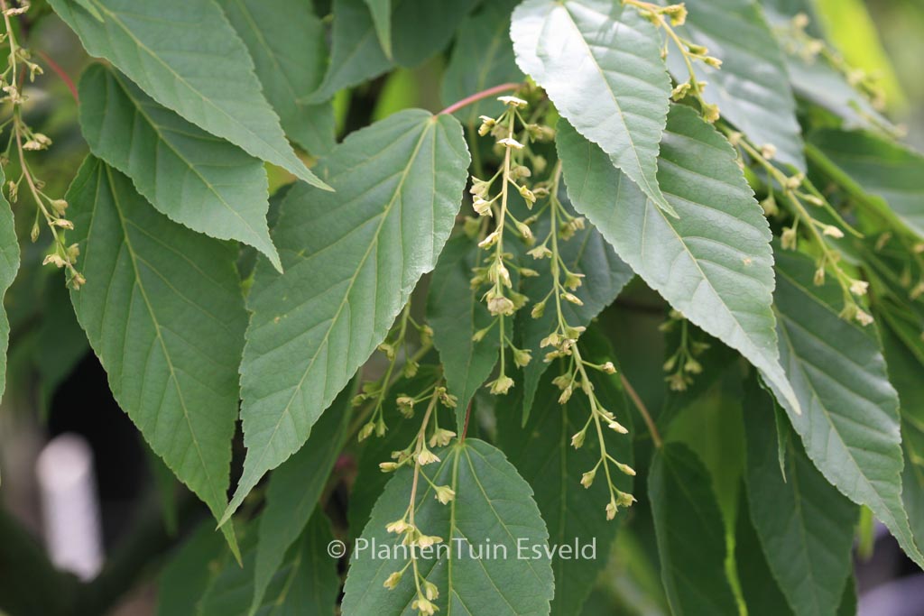 Acer davidii ‘Rosalie’