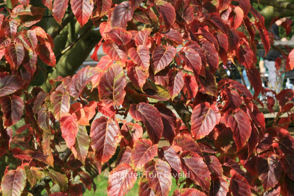 Acer davidii