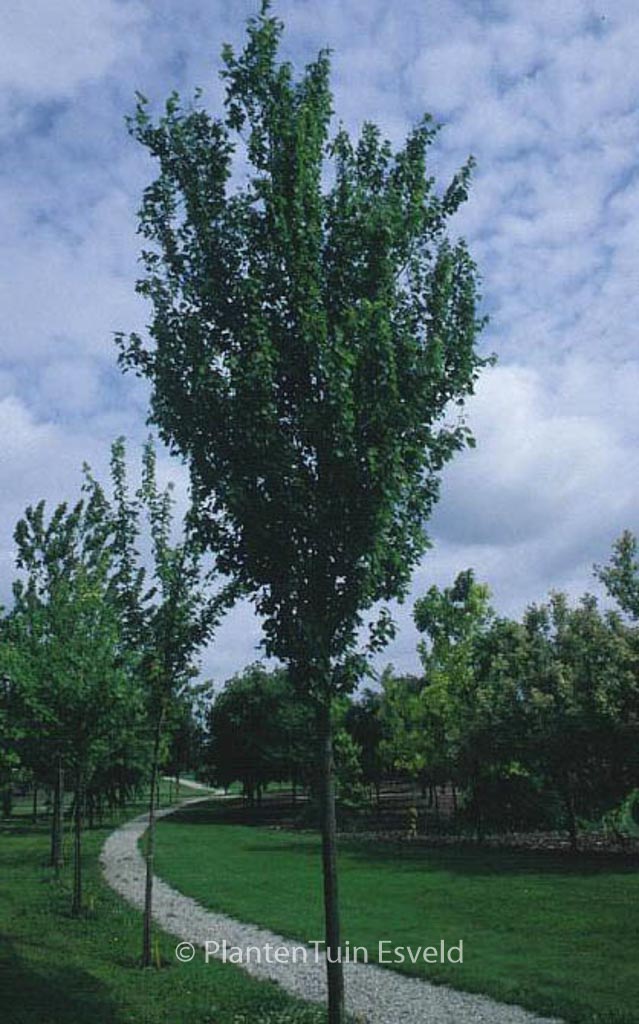 Acer freemanii ‘Armstrong’