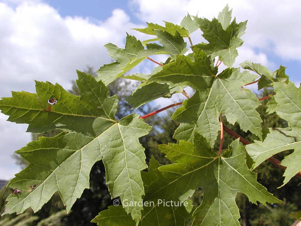 Acer freemanii ‘Celzam’ (CELEBRATION)