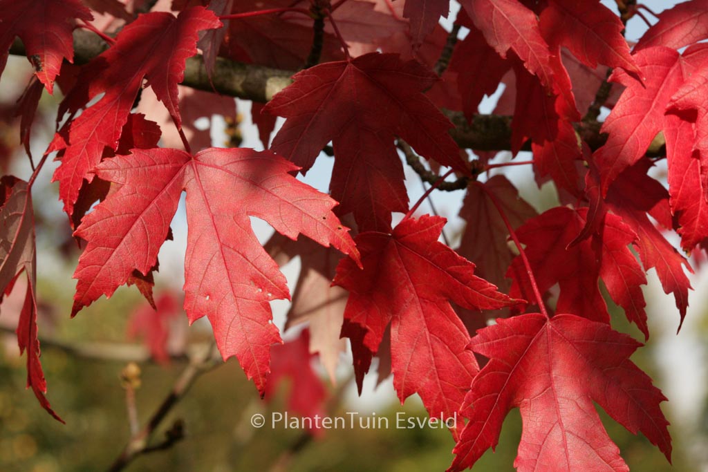 Acer freemanii ‘Jeffersred’ (AUTUMN BLAZE)