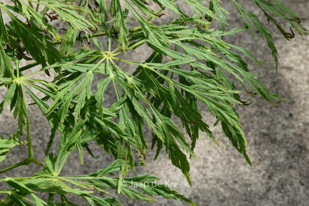 Acer japonicum ‘Ao-jutan’