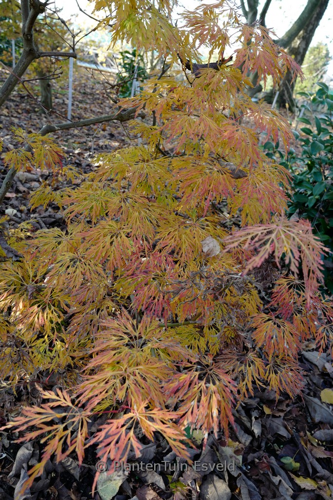 Acer japonicum ‘Dissectum’