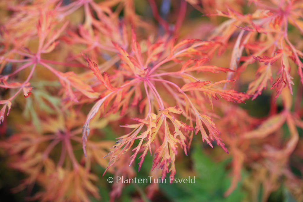 Acer japonicum ‘Fairy Light’