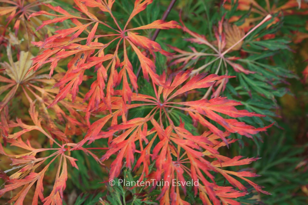 Acer japonicum ‘Green Cascade’