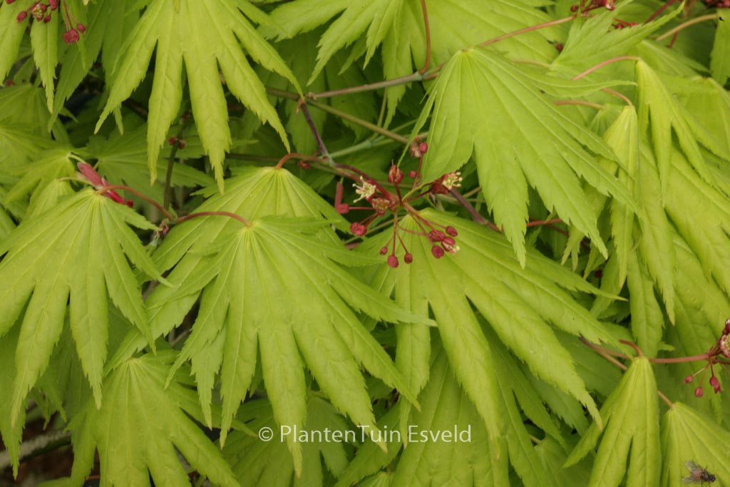Acer japonicum ‘Kalmthout’