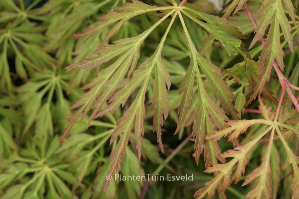 Acer japonicum ‘Kujaku-bato’