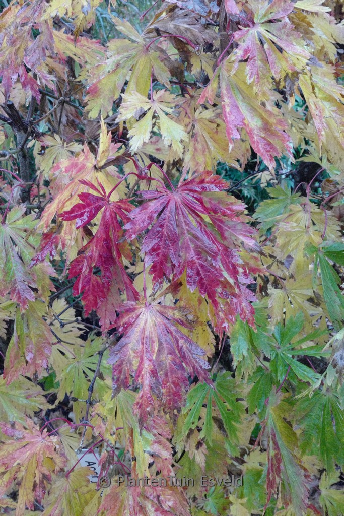Acer japonicum ‘Oudenbosch’