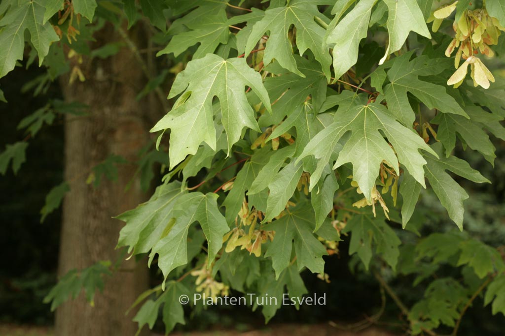 Acer macrophyllum
