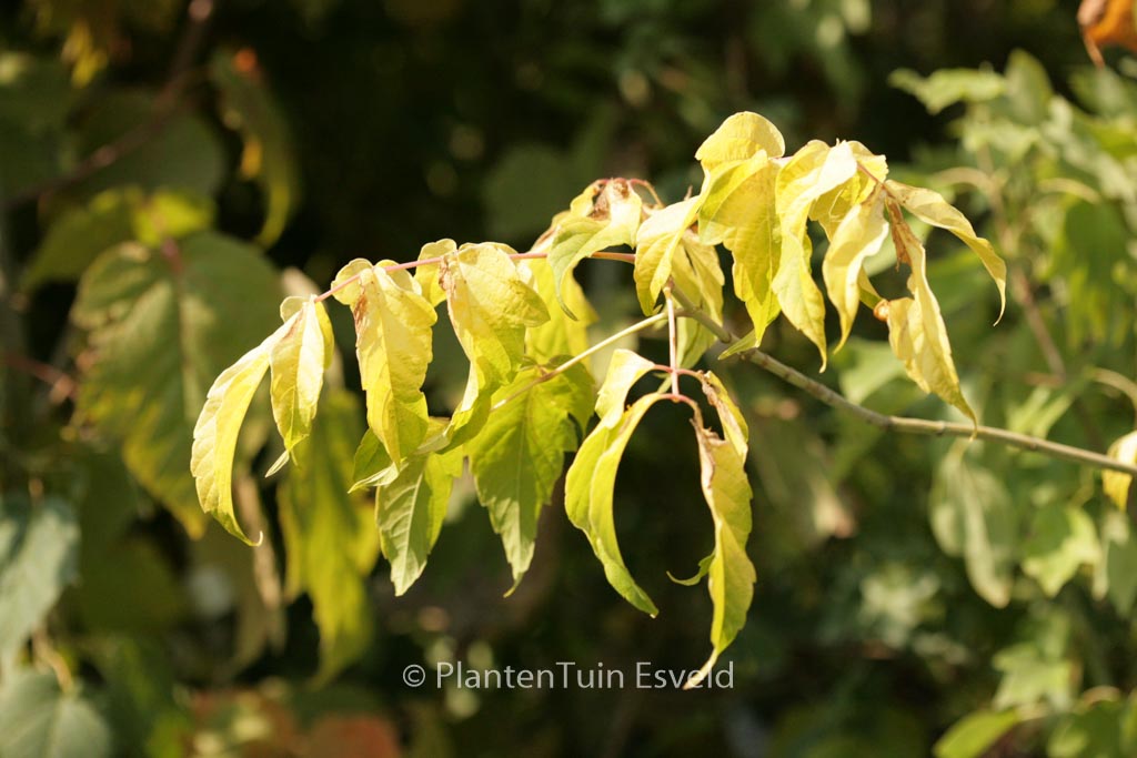 Acer negundo ‘Auratum’