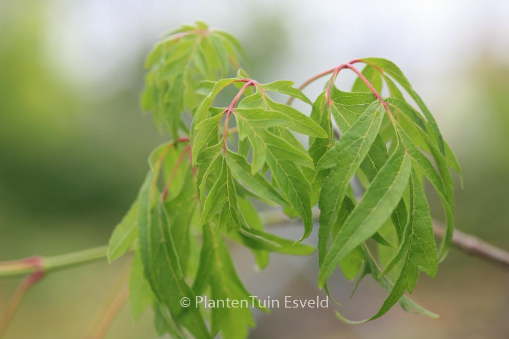 Acer negundo ‘Tadeusz Szymanowski’