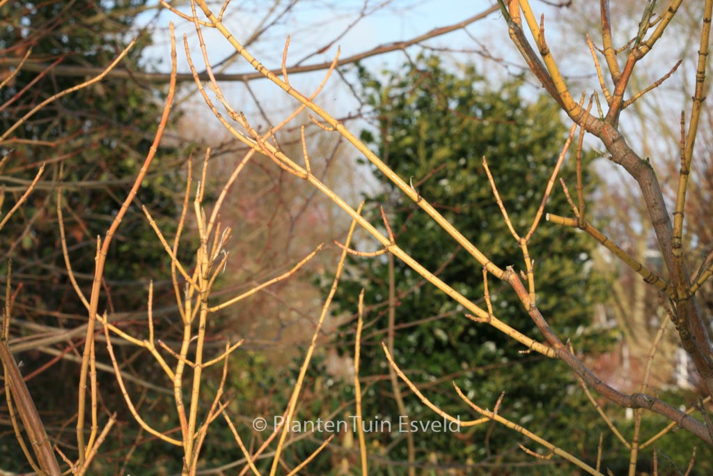 Acer negundo ‘Winter Lightning’