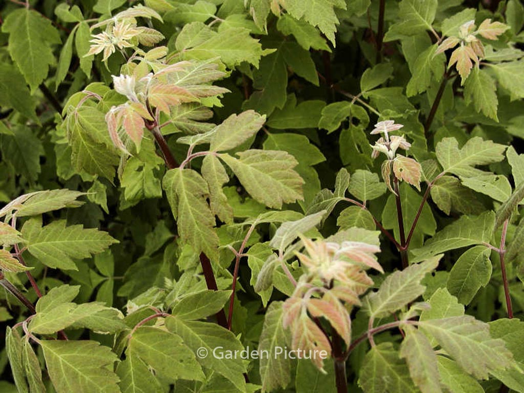 Acer negundo ssp. californicum