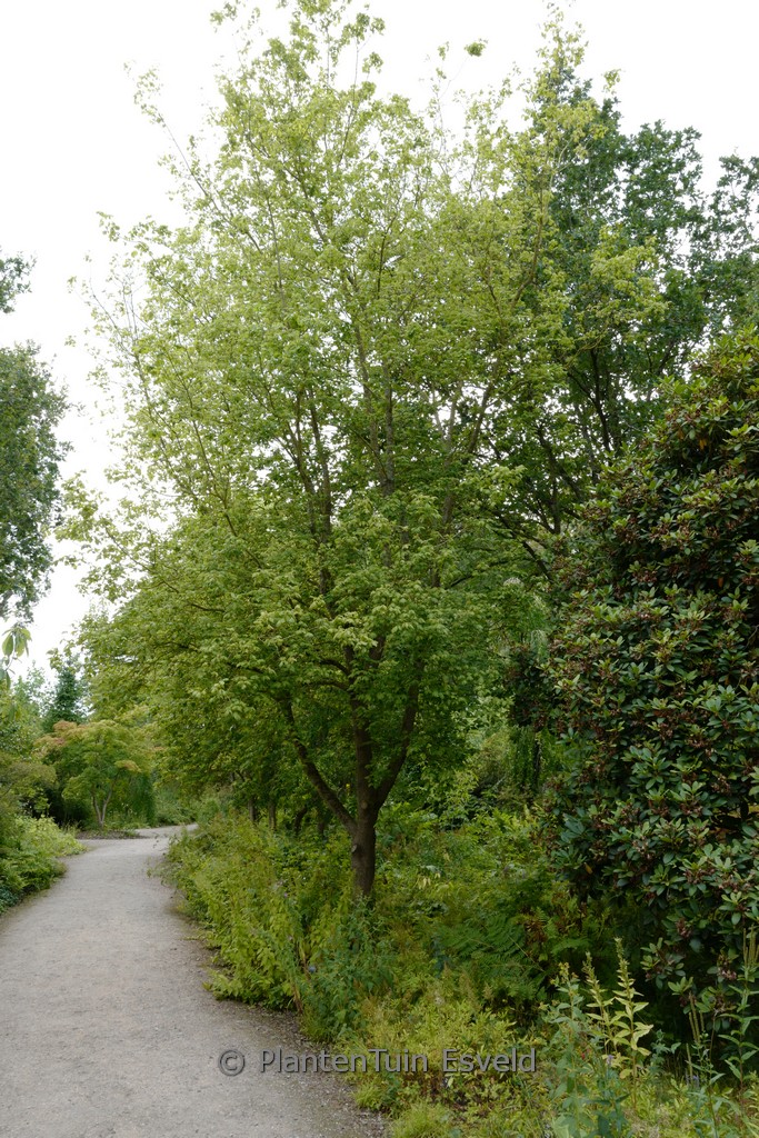 Acer negundo texanum