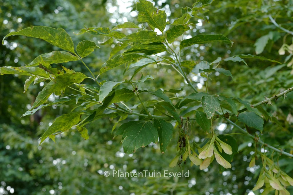 Acer negundo violaceum