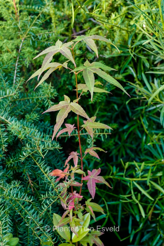 Acer oliverianum ssp. formosanum