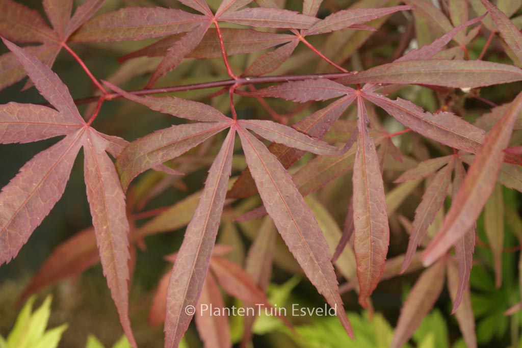 Acer palmatum ‘Aka-hosada’