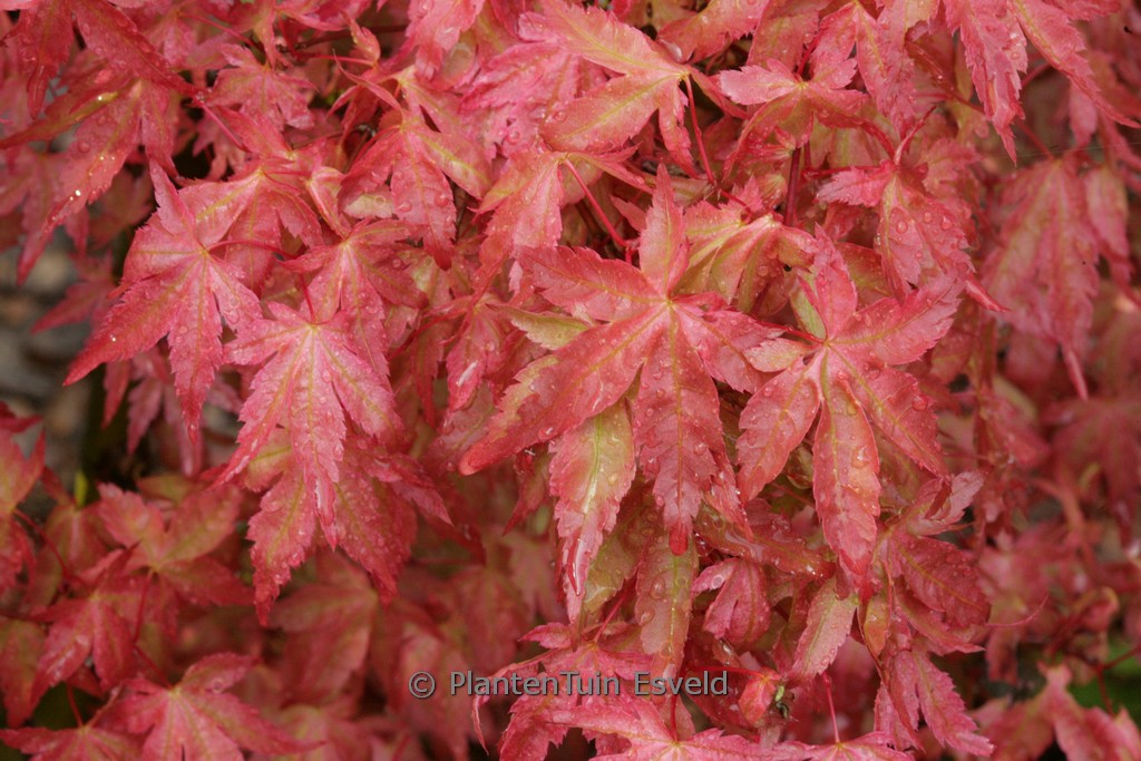 Acer palmatum ‘Akaji-nishiki’