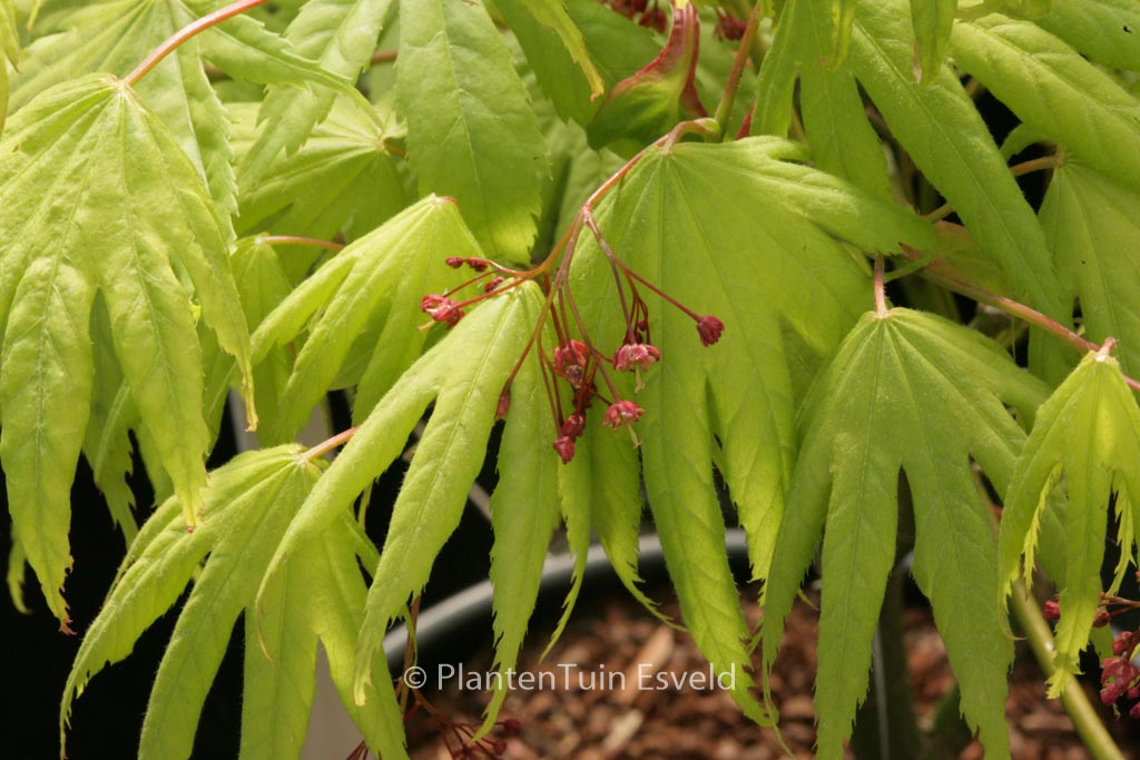 Acer palmatum ‘Akishino’