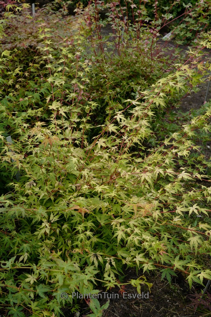 Acer palmatum ‘Alan’s Gold’