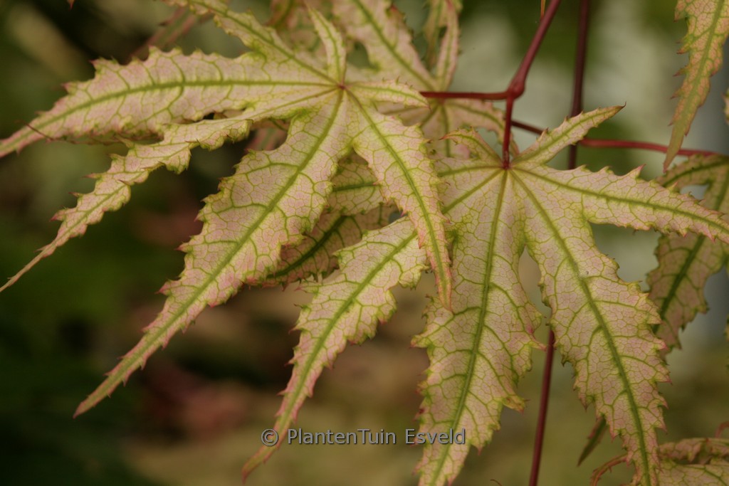 Acer palmatum ‘Alexandre II’