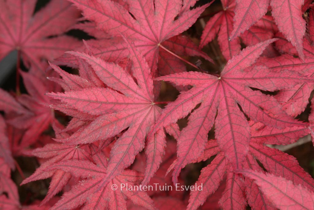 Acer palmatum ‘Amagi-shigure’
