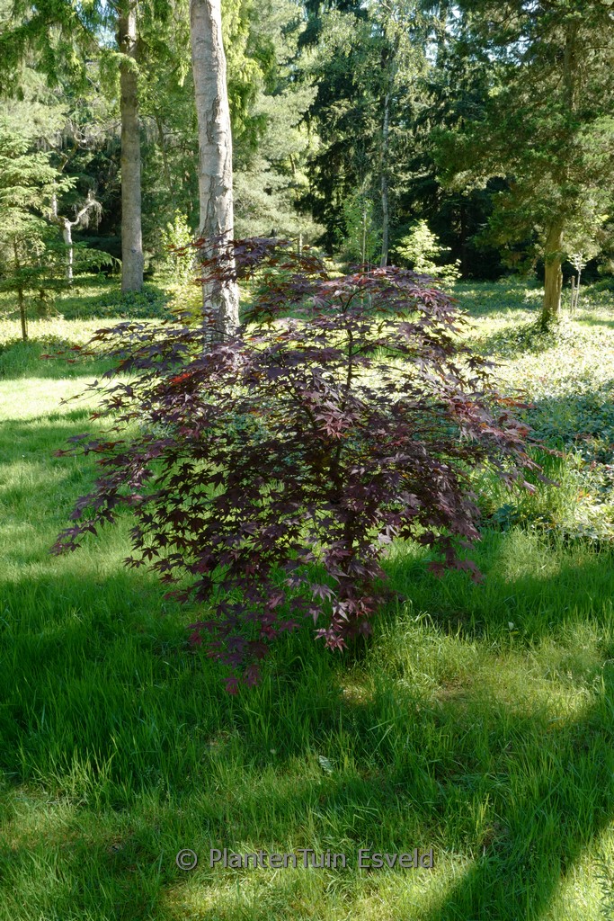 Acer palmatum ‘Andras 1’