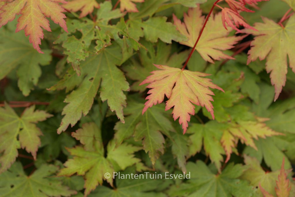 Acer palmatum ‘Annick’