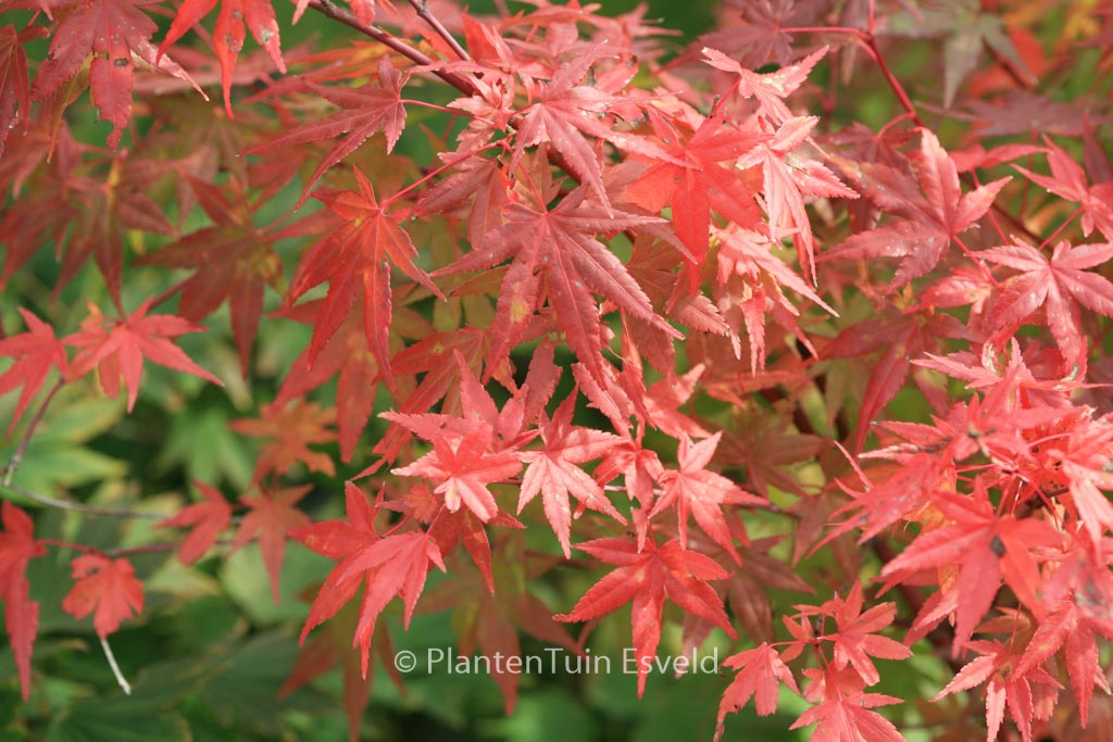 Acer palmatum ‘Ao-ba-nishiki’
