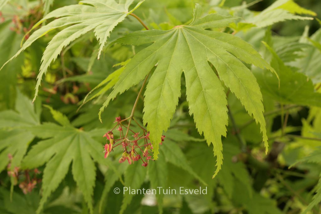 Acer palmatum ‘Ao-meshime-no-uchi-shidare’
