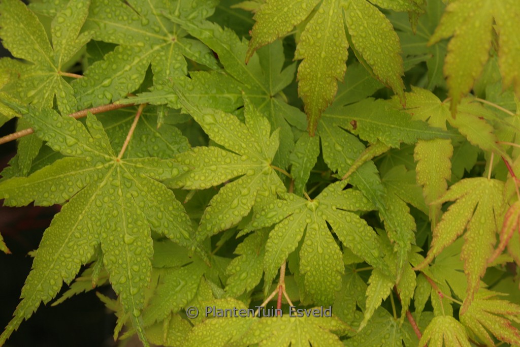 Acer palmatum ‘Ara-kawa-hime’