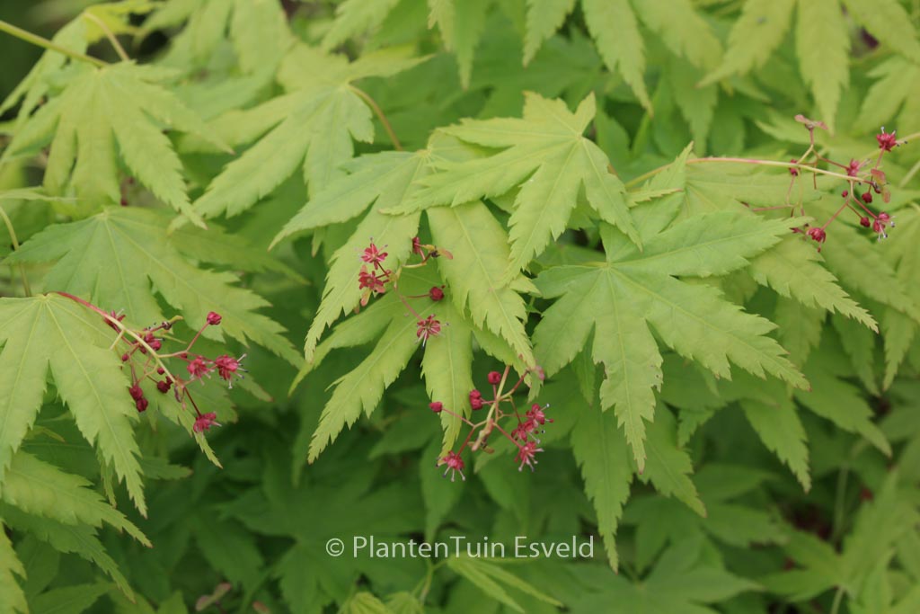 Acer palmatum ‘Arano’