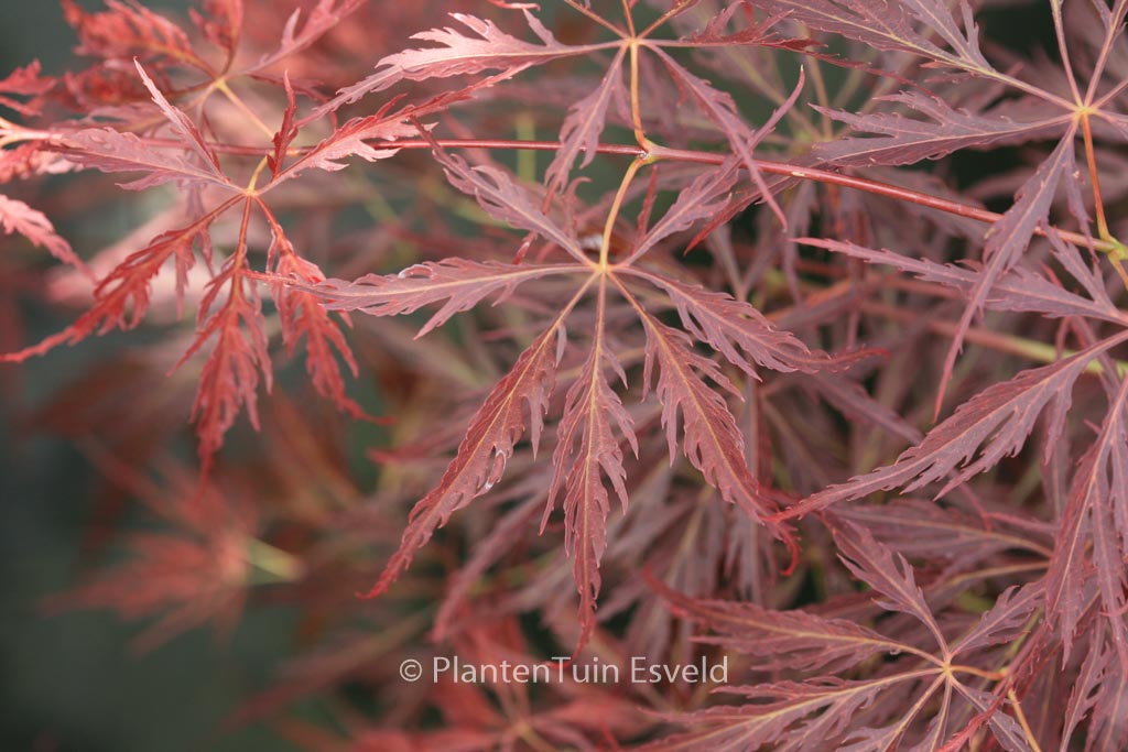 Acer palmatum ‘Arton’