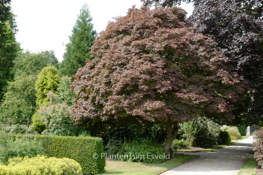 Acer palmatum ‘Atropurpureum’