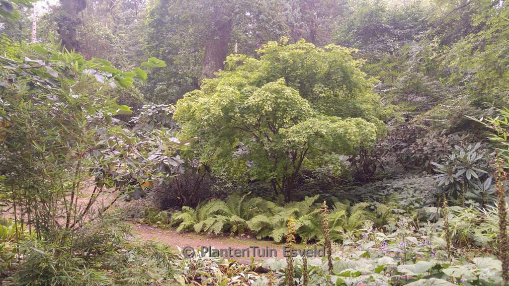 Acer palmatum ‘Aureum’