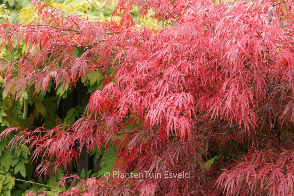 Acer palmatum ‘Autumn Fire’