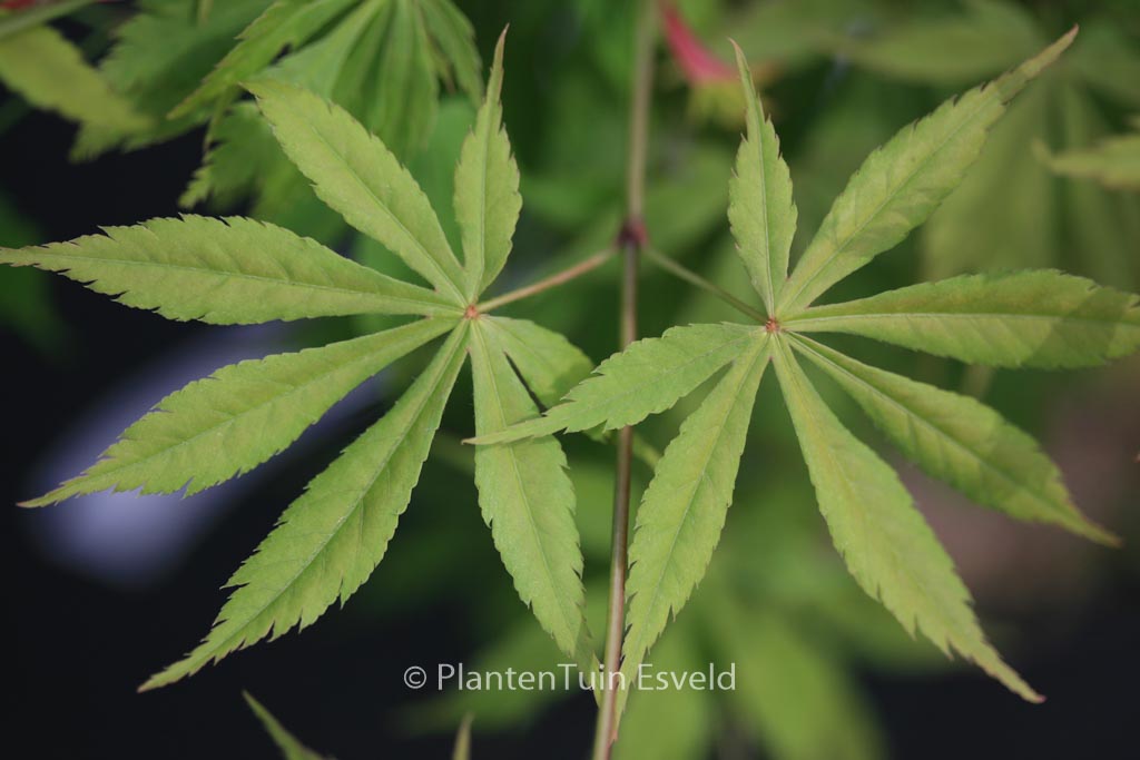 Acer palmatum ‘Autumn Showers’