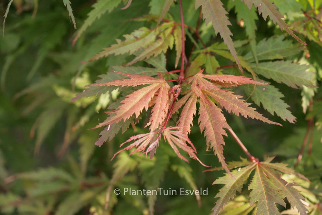Acer palmatum ‘Azuma-murasaki’