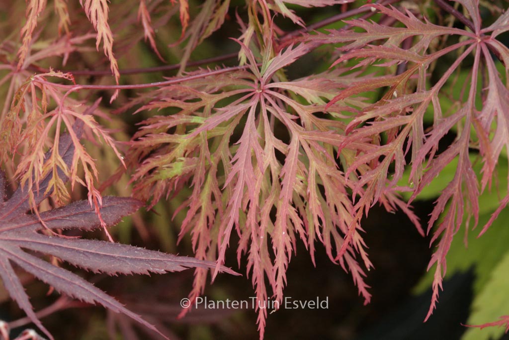 Acer palmatum ‘Baldsmith’