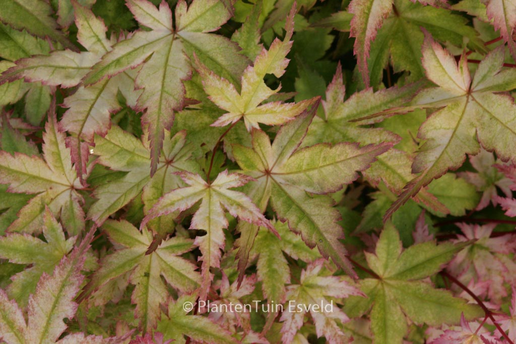 Acer palmatum ‘Beni-chidori’