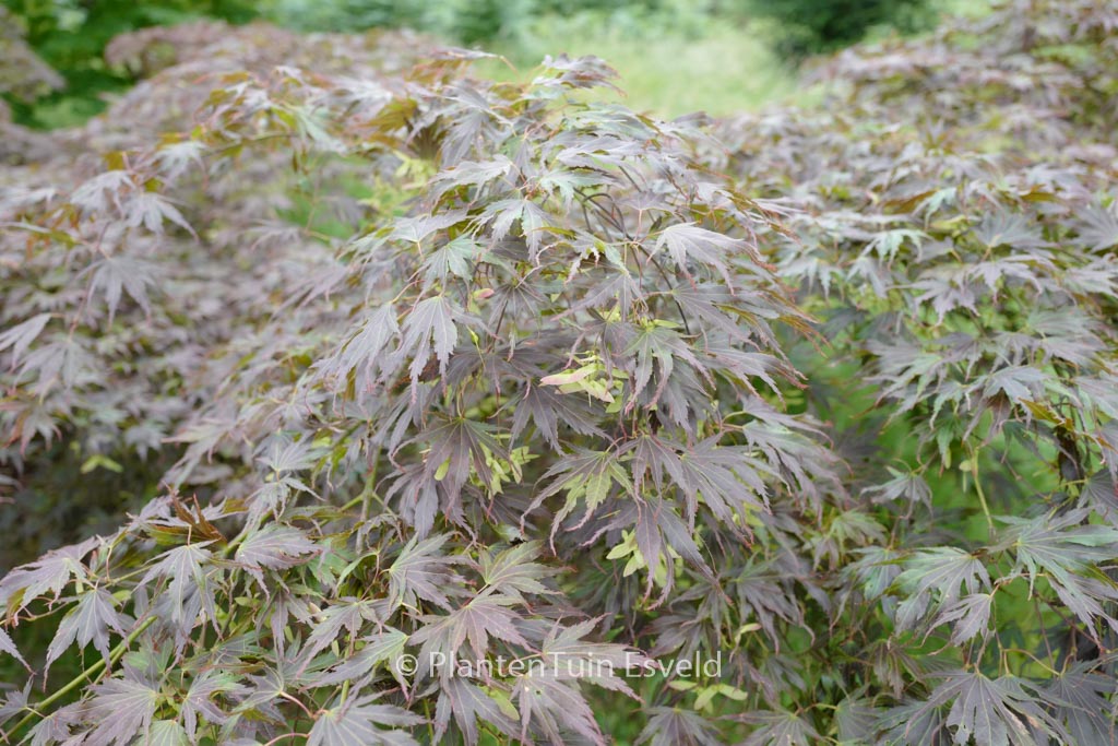 Acer palmatum ‘Beni-gasa’