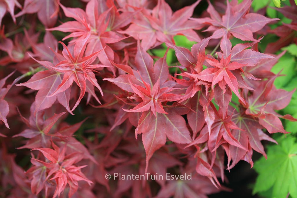 Acer palmatum ‘Beni-hoshi’