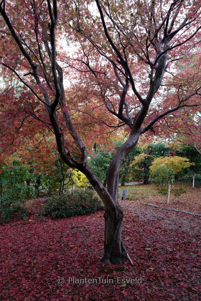 Acer palmatum ‘Beni-kagami’