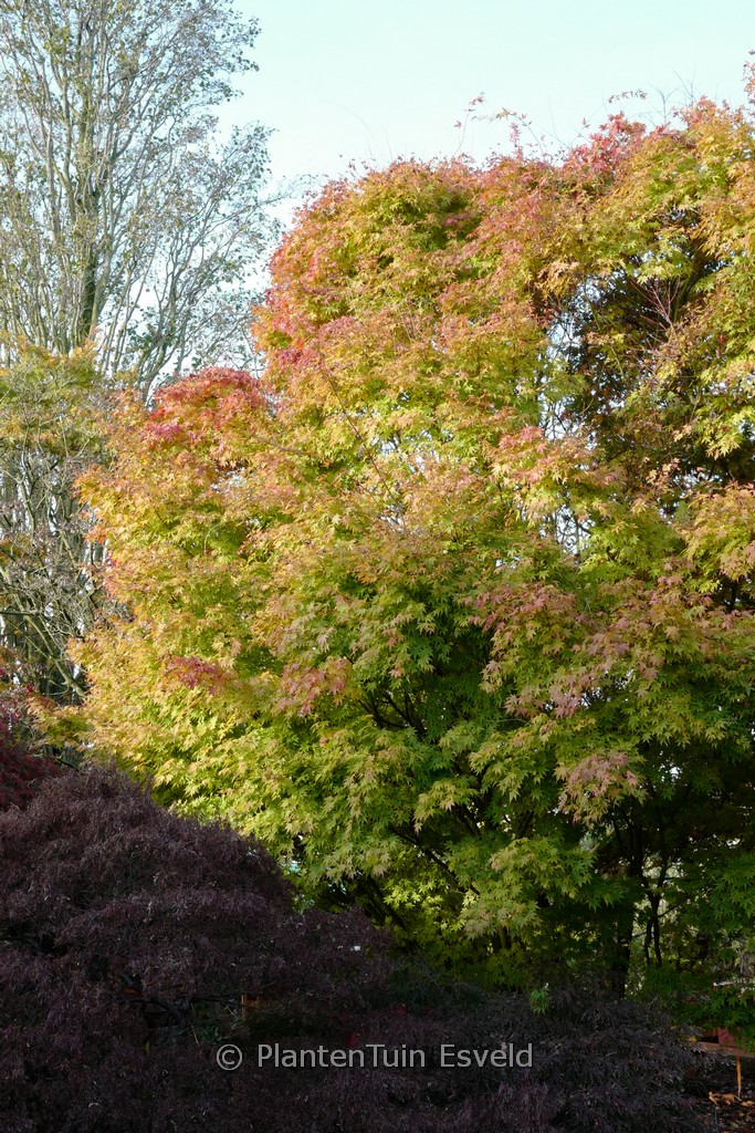 Acer palmatum ‘Beni-kawa’