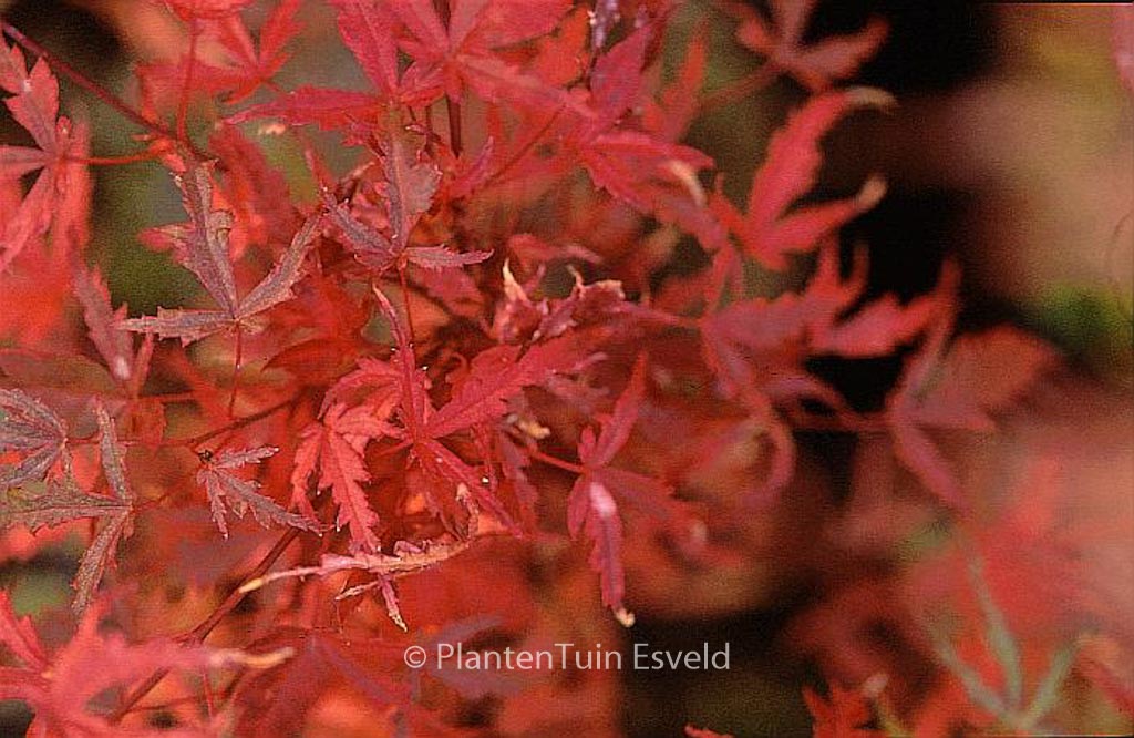Acer palmatum ‘Beni-komachi’