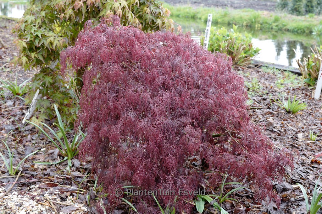 Acer palmatum ‘Beni-kumo-no-su’