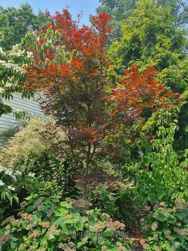 Acer palmatum ‘Beni-ohtake’